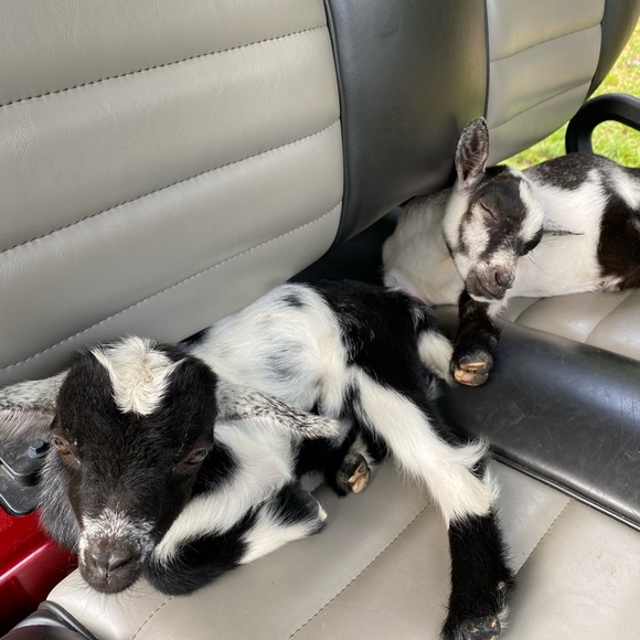 Meet your Posher, Ashley - Picture 4 of 9